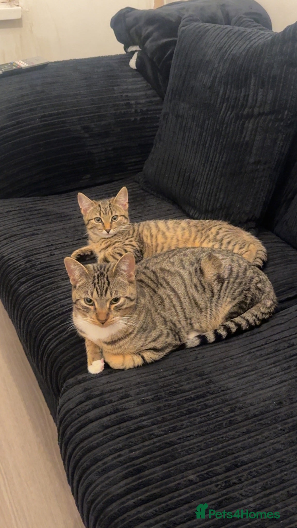 Domestic Shorthair cats 🐾 Wooshay – Loving Home Wanted 🐾 - Advert 21