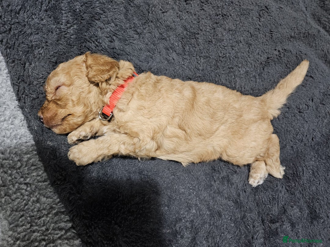 Cockapoo dogs for sale: Gorgeous cockapoo puppies, 2 boys and 2 girls - Advert 11