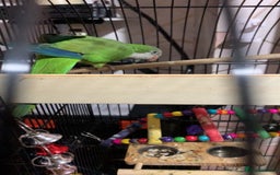 Parrots birds for sale: Green Quaker Parrot - Image 1