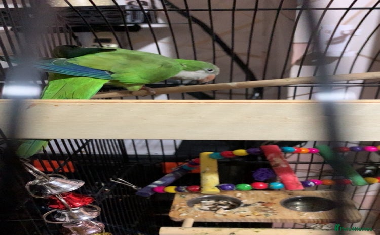 Parrots birds - Advert 1