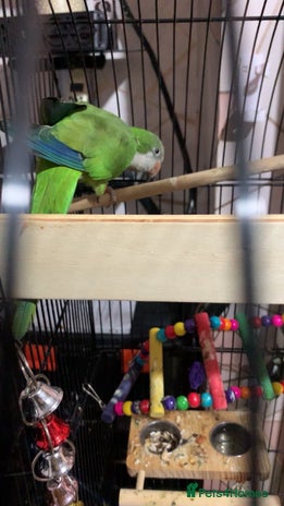 Parrots birds - Advert 1