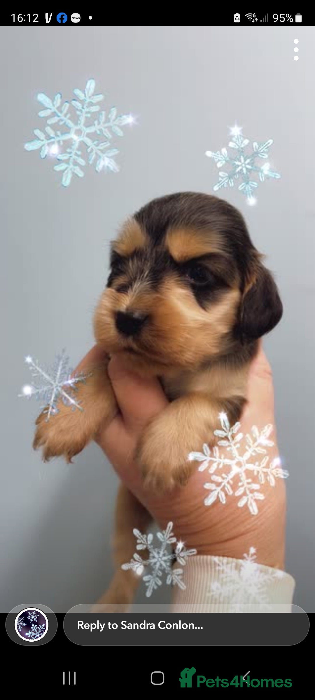 Cocker Spaniel dogs for sale: Show cocker spaniels - Advert 10