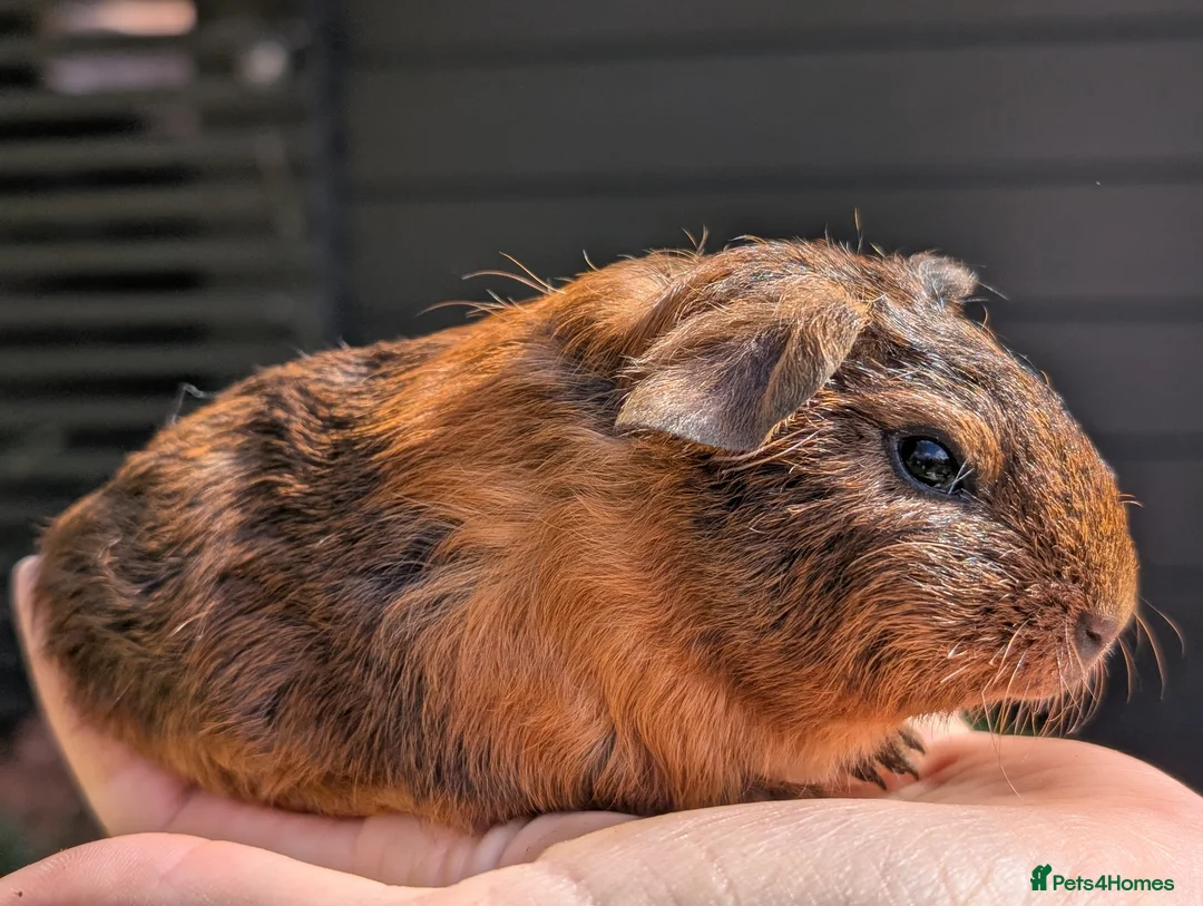 Guinea Pig rodents for sale: Gorgeous Gpig pups - Advert 2