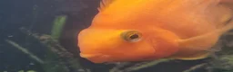 Cichlids fish for sale: Tropical fish - Advert 2