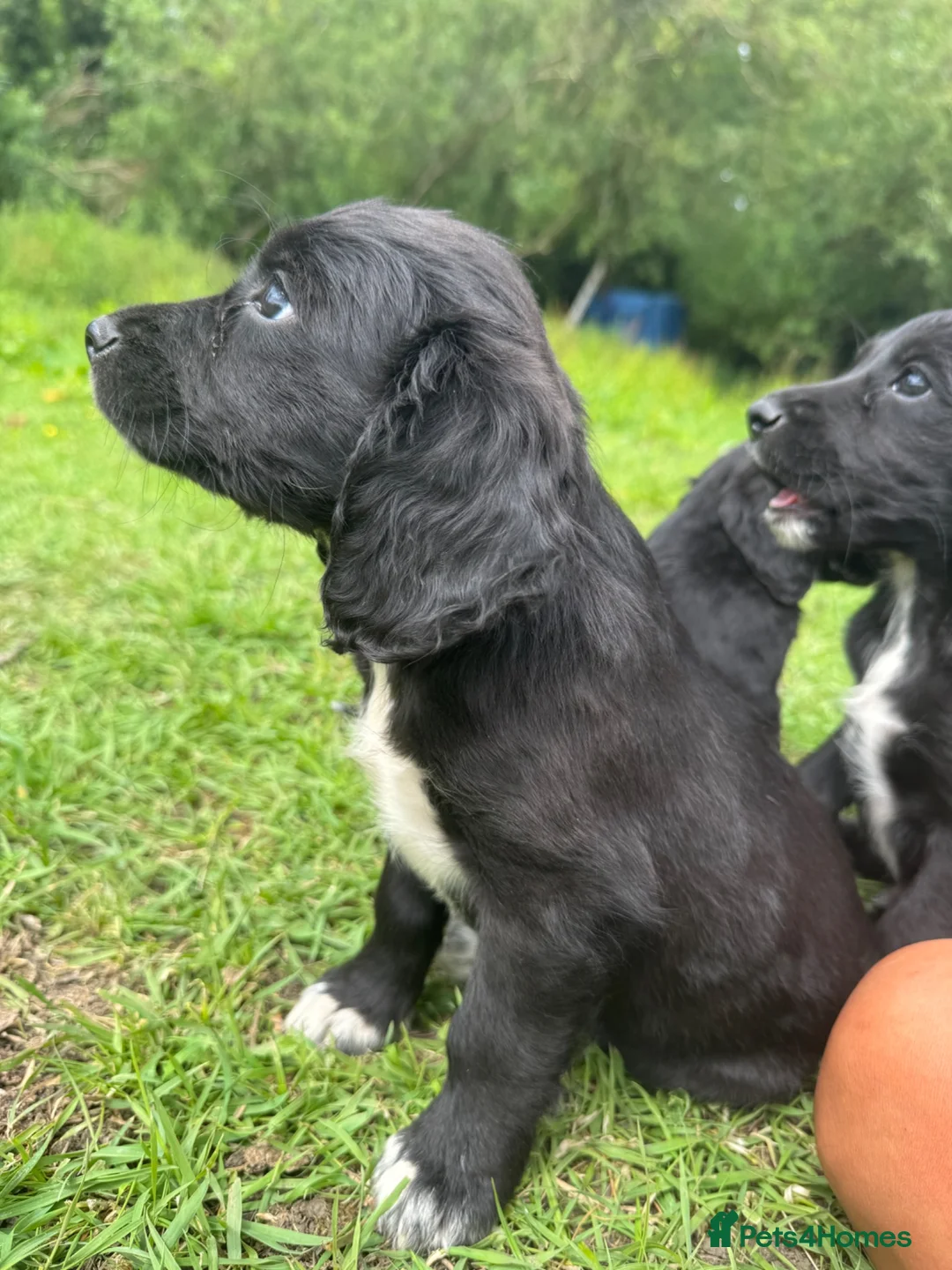 Cocker Spaniel dogs for sale: 3 cocker spaniel pups for sale  - Advert 2
