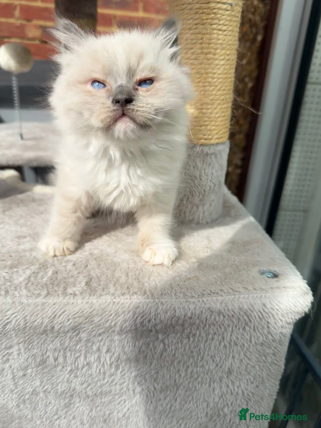 Ragdoll cats for sale: GCCF Champion Mink & blue point Ragdolls - Image 4