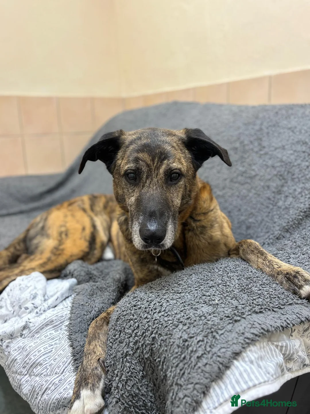 Mixed Breed dogs for adoption: Camel - Advert 2