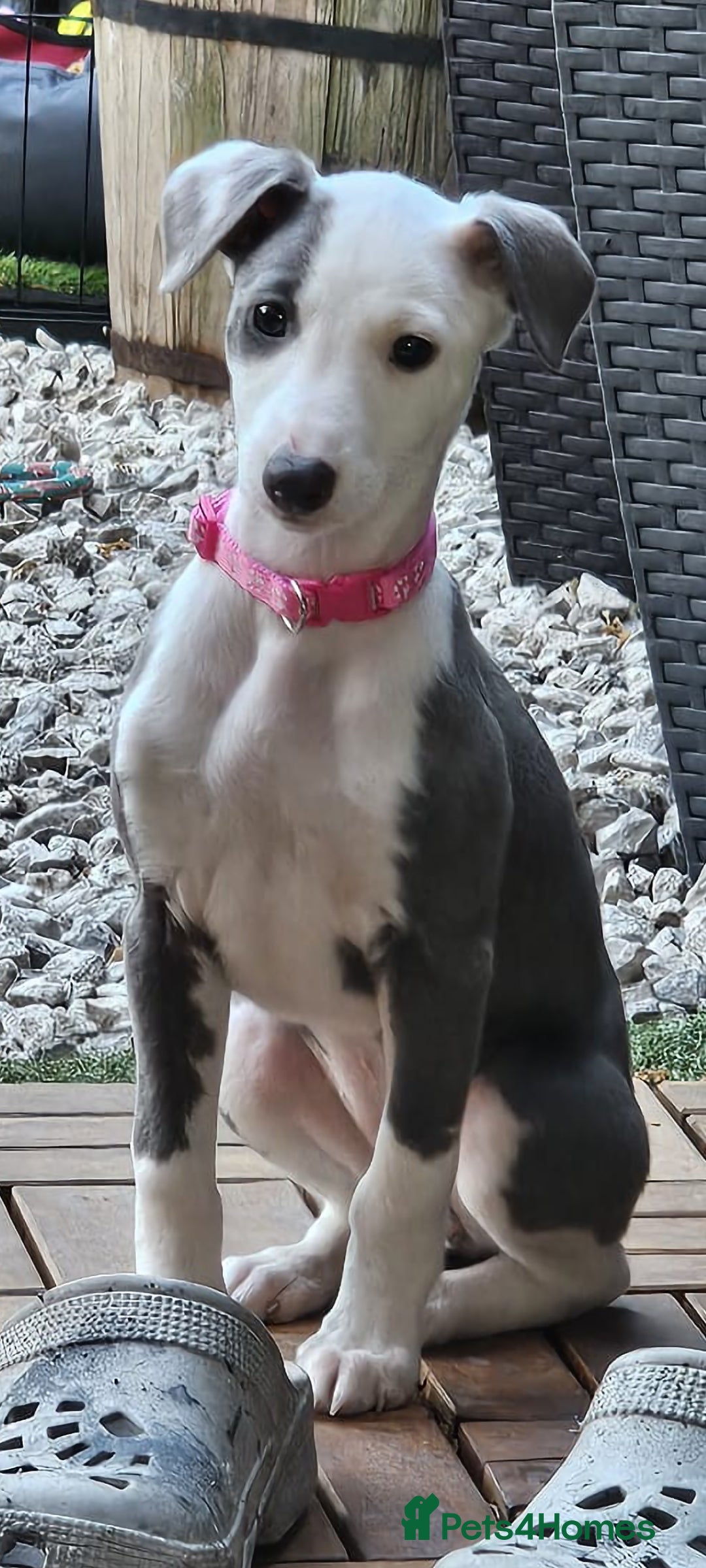 Gallery Image {{count}}