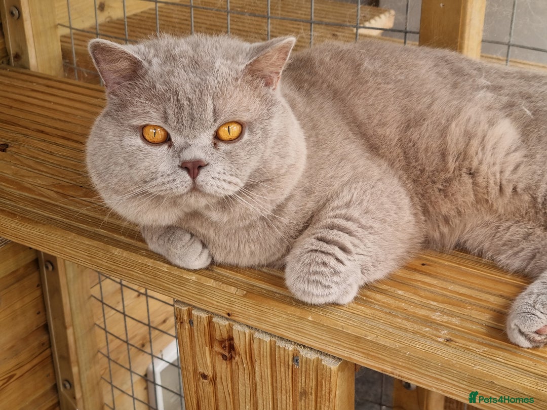 British Shorthair cats for sale: British Shorthair big boy  - Image 5