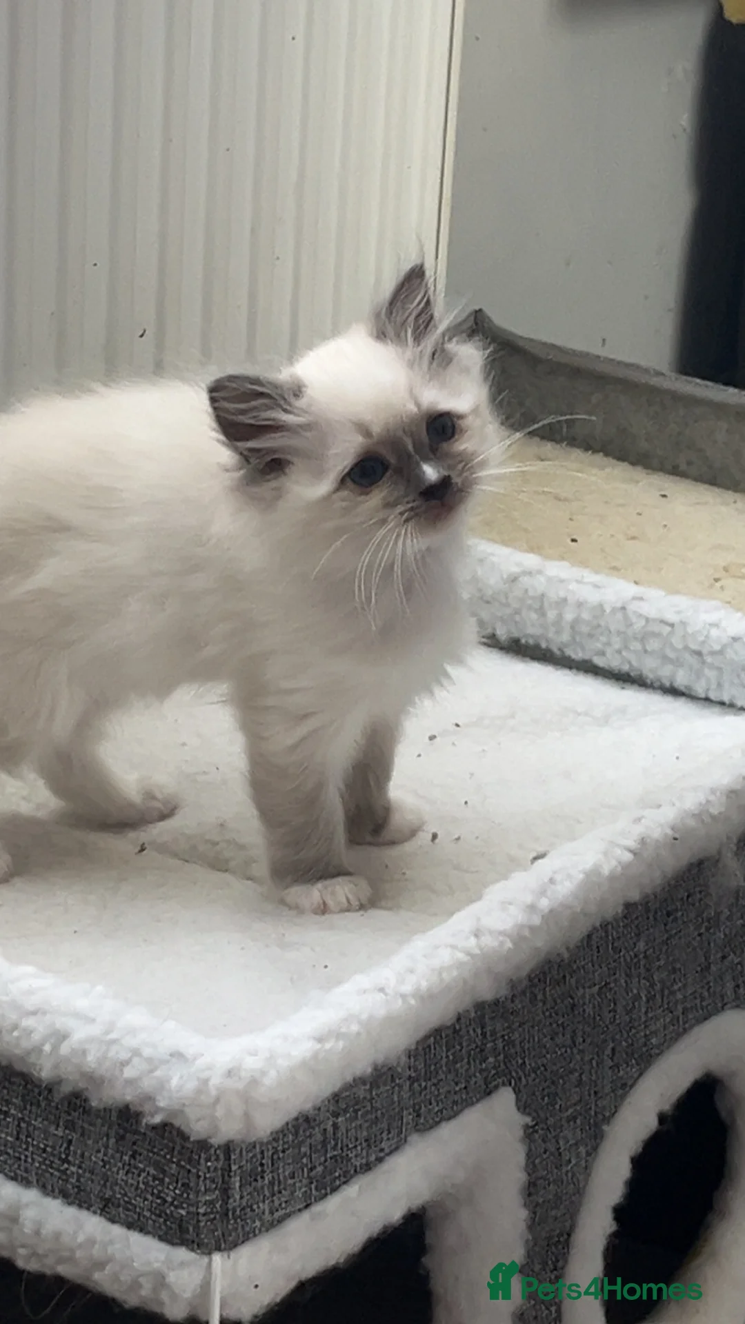 Ragdoll cats for sale: Blue mitted female ragdoll kitten  - Advert 2