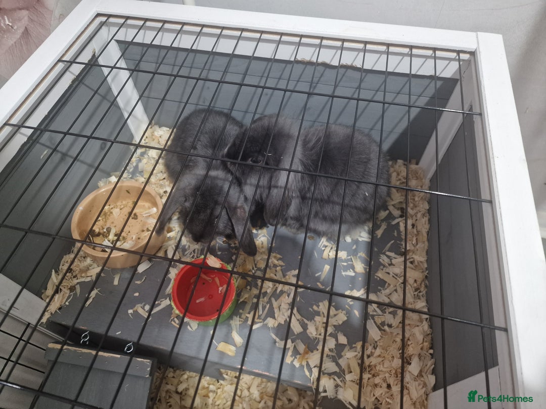 Mixed Breed rabbits for sale: 2 boy rabbits.  - Image 2