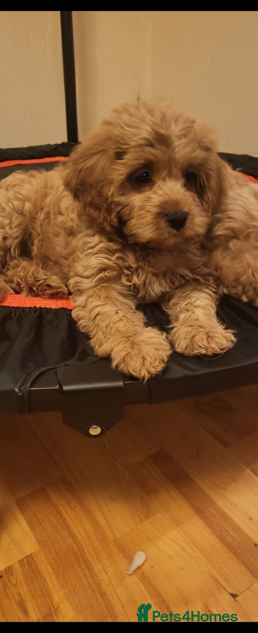 Cavapoo dogs Exquisite F1 Cavapoo Puppies - Advert 6