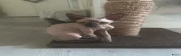 Sphynx cats for sale: Sphinx 2boys kitchens - Advert 4