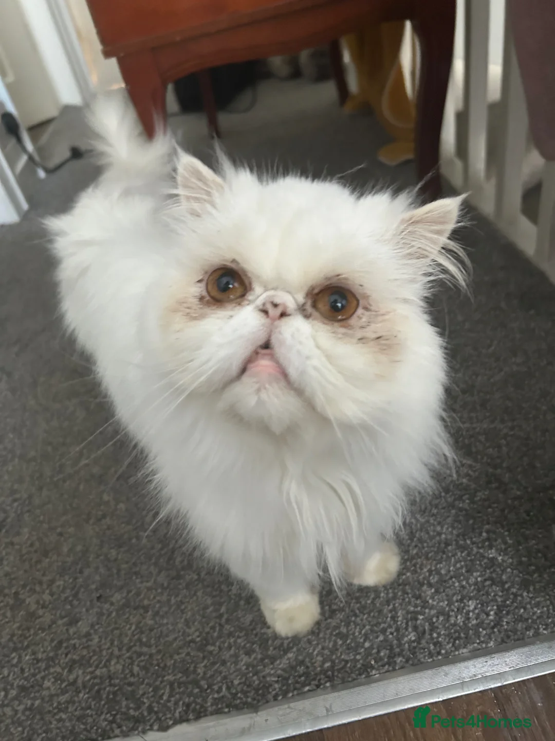 Persian cats for sale: White persian cat  in Liverpool - Advert 1