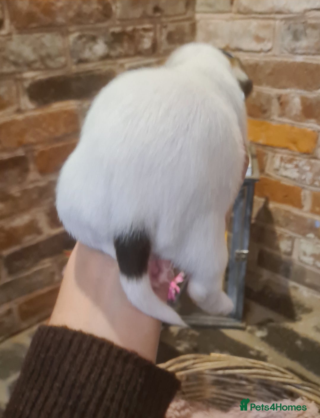 Jack Russell dogs for sale: Lovely Jack russell puppies. - Image 5