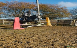 Hungarian warmblood horses for sale: Super 7 yr old mare (Hungarian import) - Image 15