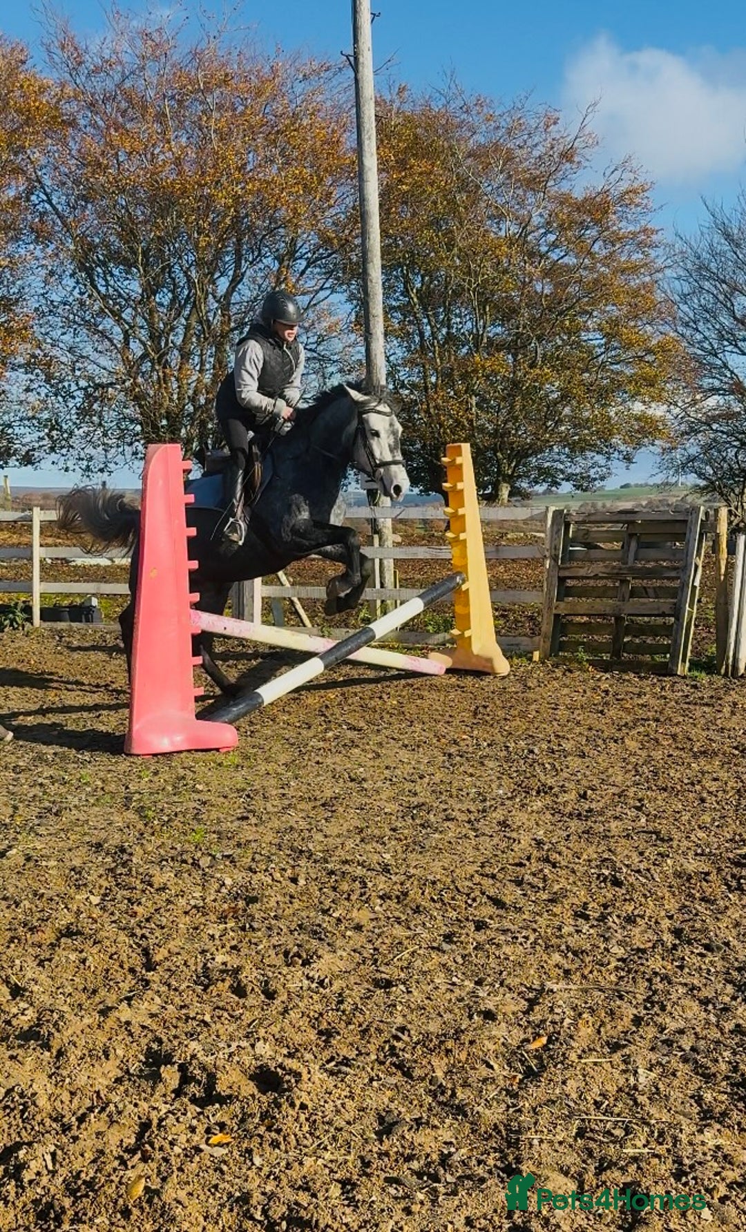 Hungarian warmblood horses for sale: Super 7 yr old mare (Hungarian import) - Image 15