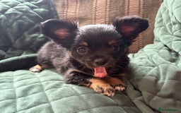 Chihuahua dogs for sale: Tiny Stunning Fluffy Chihuahua Puppy - Image 7