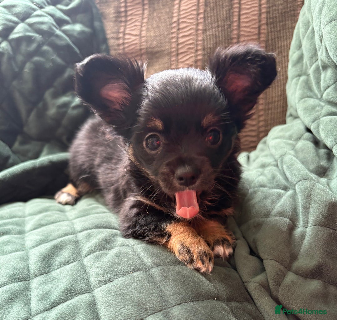 Chihuahua dogs for sale: Tiny Stunning Fluffy Chihuahua Puppy - Image 7