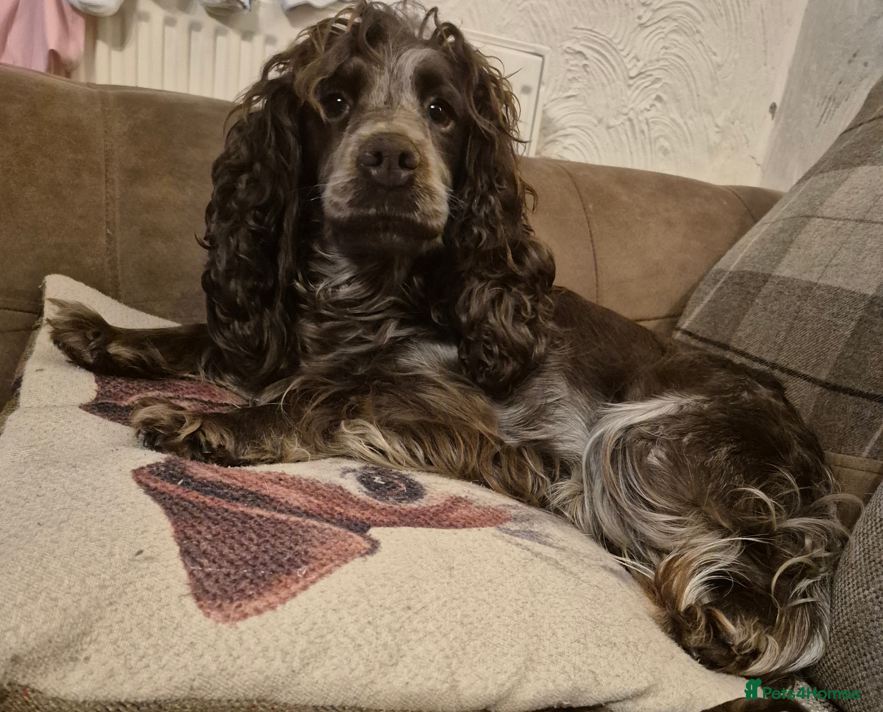 Cockapoo dogs Beautiful health tested F1 cockapoos - Advert 1