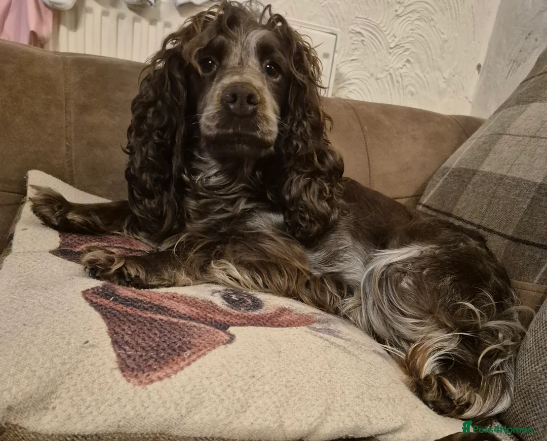 Cockapoo dogs for sale: Beautiful health tested F1 cockapoos - Advert 1