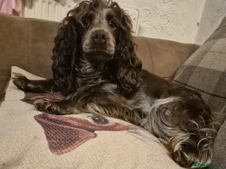 Cockapoo dogs Beautiful health tested F1 cockapoos - Advert 1