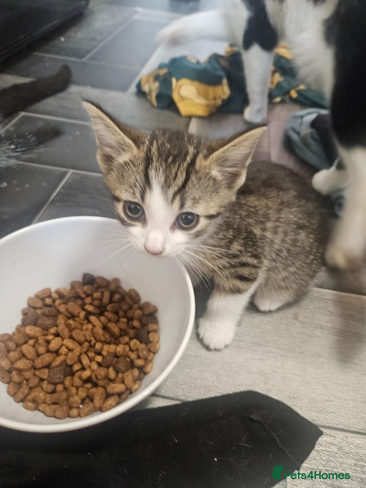 Mixed Breed cats Kittens  - Advert 1