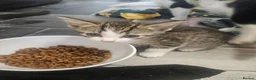Mixed Breed cats for sale: Kittens  - Advert 1