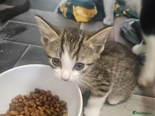 Mixed Breed cats for sale: Kittens - Advert 1