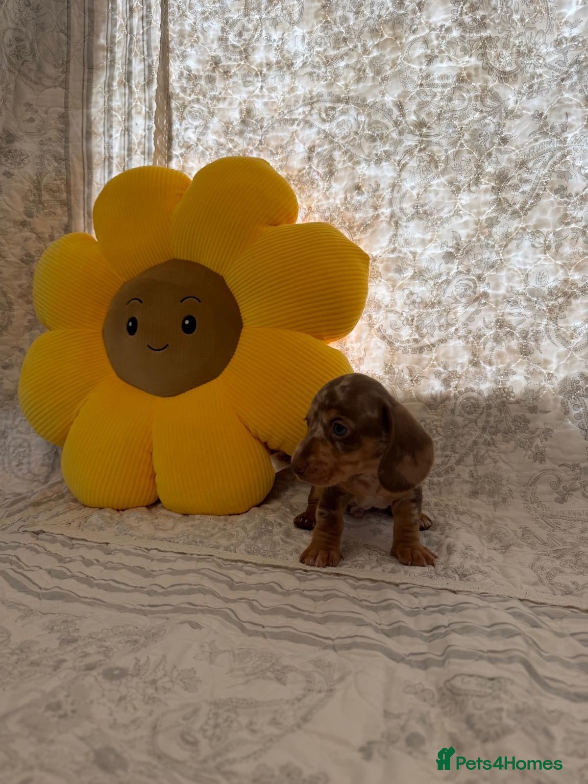 Miniature Dachshund dogs 🤩4 stunning miniature dachshund 🤩 - Advert 17
