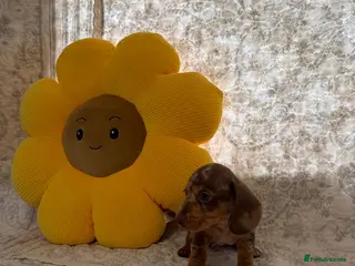 Miniature Dachshund dogs 🤩4 stunning miniature dachshund 🤩 - Advert 17