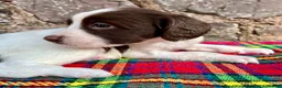 English Springer Spaniel dogs for sale: With an OFF SWITCH springers - Advert 5