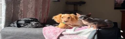 Cocker Spaniel dogs for sale: Stunning cocker spaniel  - Advert 5