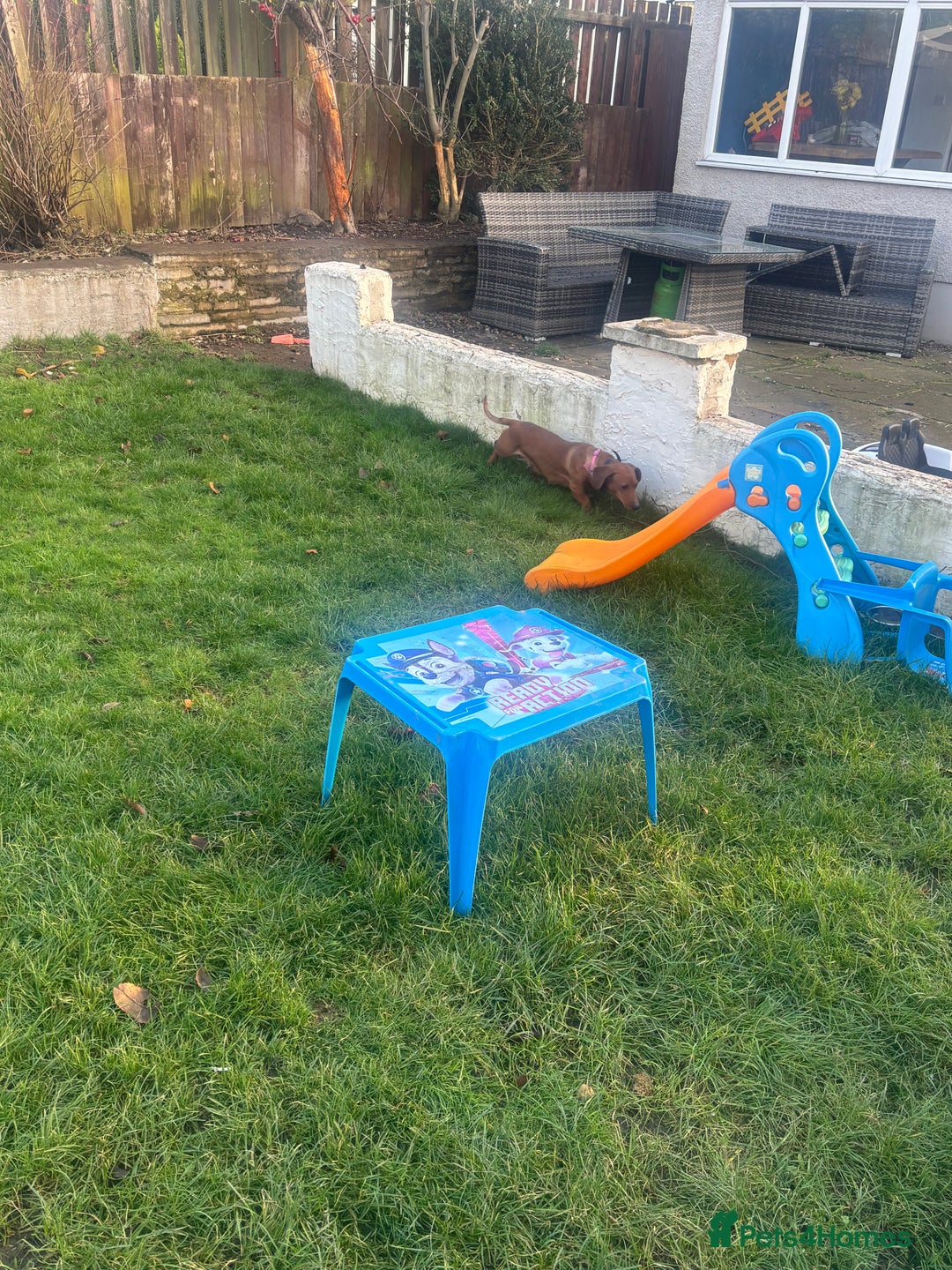 Miniature Dachshund dogs for sale: Pure midi dachshund red - Advert 4