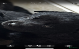 German Shepherd dogs for sale: Full black German shepherd puppies - Image 4