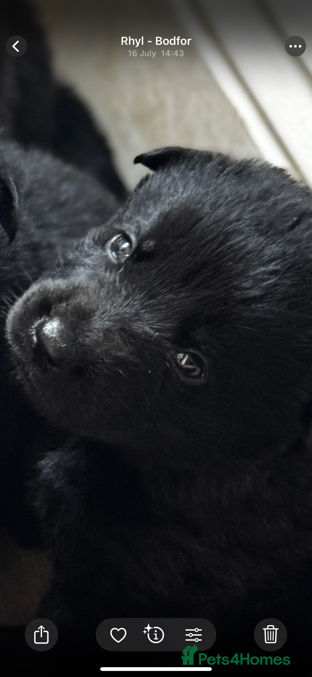 German Shepherd dogs for sale: Full black German shepherd puppies - Image 4