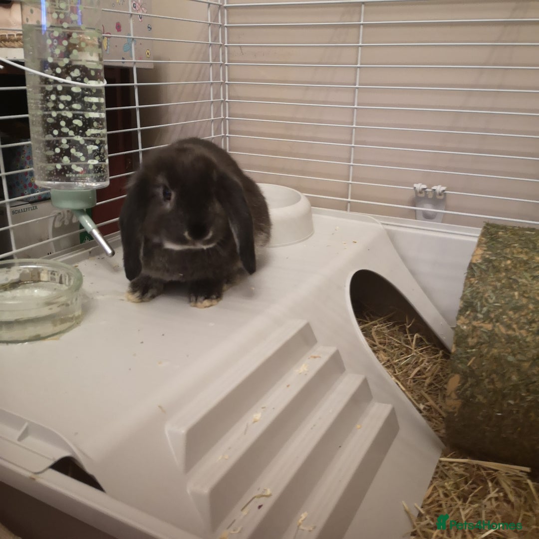 Mini Lop rabbits for sale: 2 mini lop males - Advert 8