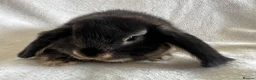 Mini Lop rabbits for sale: Mini Lop Girl Available Now!  - Advert 7