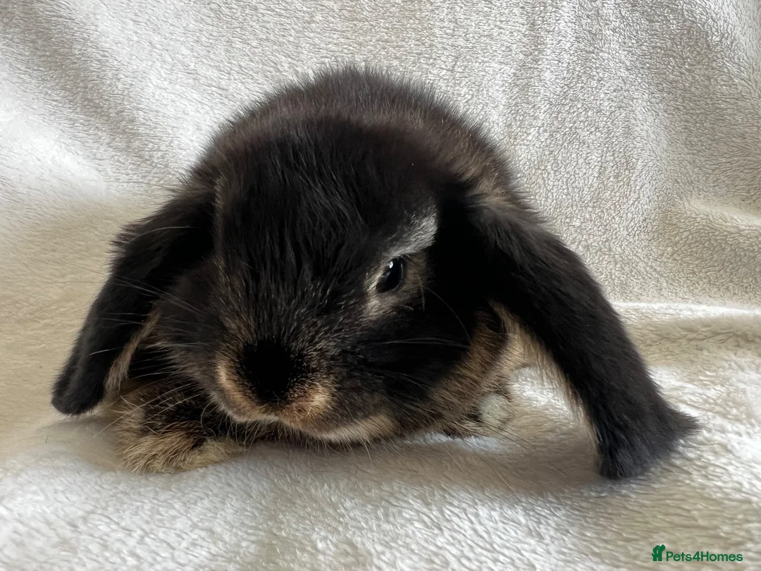 Mini Lop rabbits for sale: Mini Lop Girl Available Now!  - Advert 7