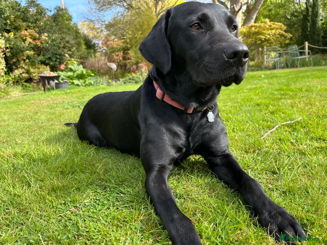 Labrador Retriever dogs for sale: Incredible pedigree working or pet - Advert 1