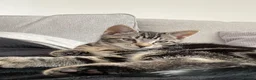 Mixed Breed cats for sale:  British short hair tabby cat - Advert 2