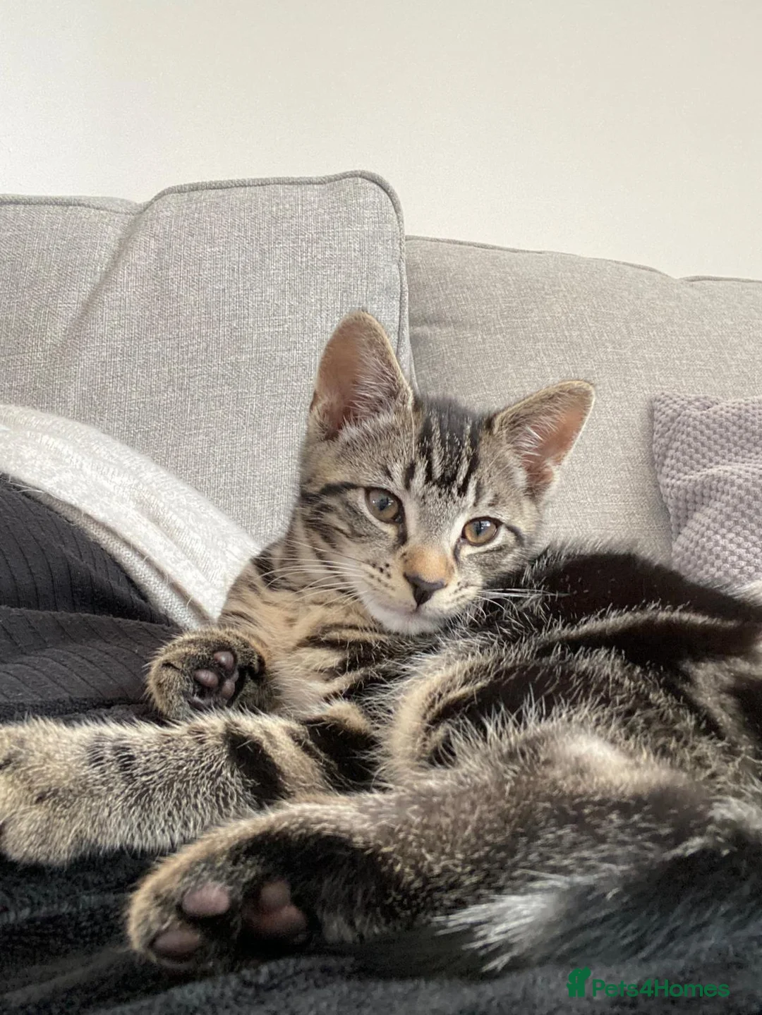 Mixed Breed cats for sale:  British short hair tabby cat - Advert 2