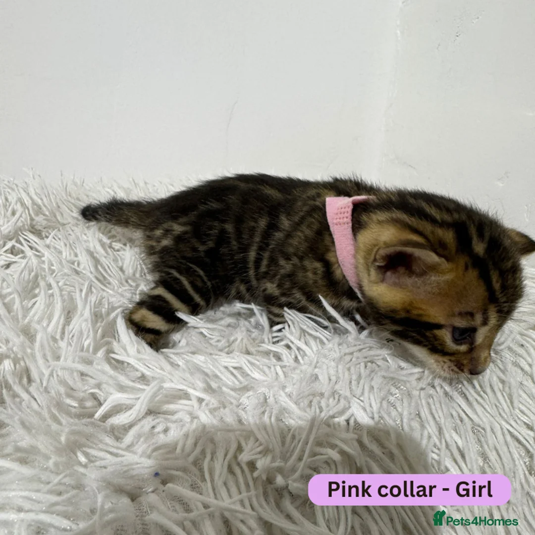 Bengal cats for sale: Luxury 5-Generation-Pedigree Bengal Kittens - Advert 28