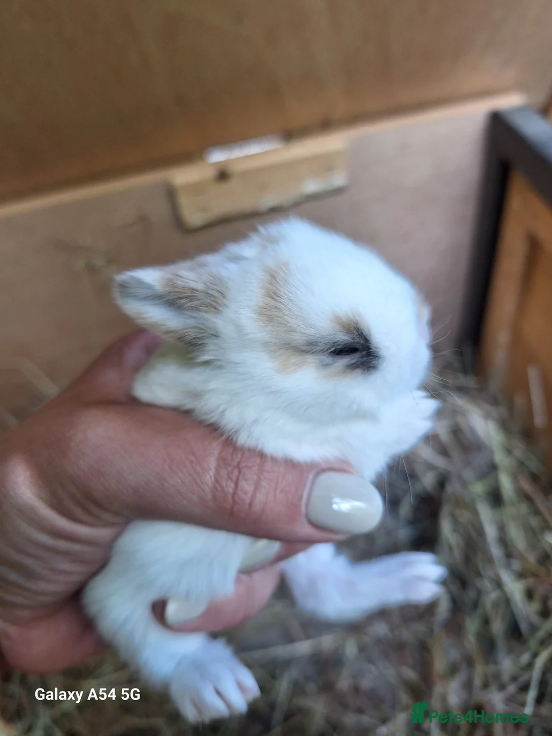 Mixed Breed rabbits for sale: Gorgeous baby lop bunnies for sale! 😍 - Advert 1