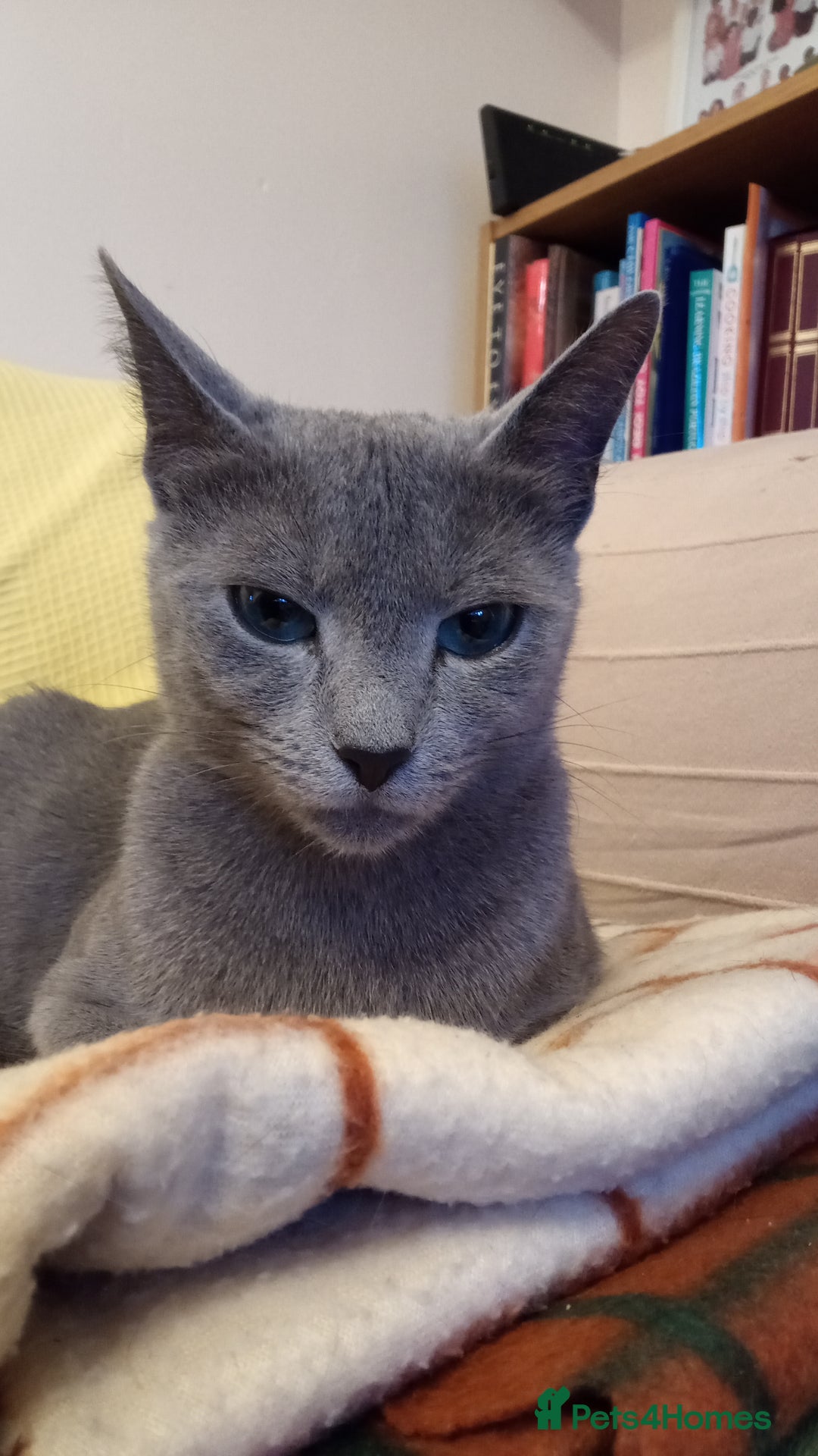 Russian Blue cats for sale: Pure Russian Blue kitten GIRL - Image 6