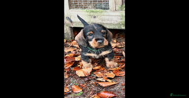 Dachshund dogs Dual Purpose Standard Wirehaired Dachshund(Teckel) - Advert 6