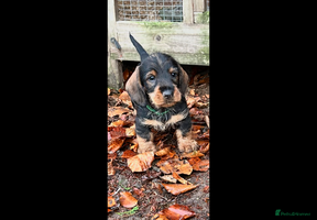 Dachshund dogs Dual Purpose Standard Wirehaired Dachshund(Teckel) - Advert 6