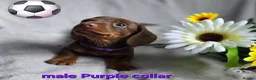 Dachshund dogs for sale: 8 Mini daxis smooth coat (kc reg optional) - Advert 23