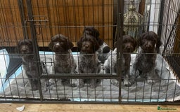 German Wirehaired Pointer dogs for sale: Beautiful GWP Pups For Sale Bred For Their Nature - Image 3