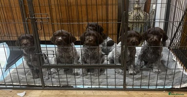 German Wirehaired Pointer dogs - Advert 16